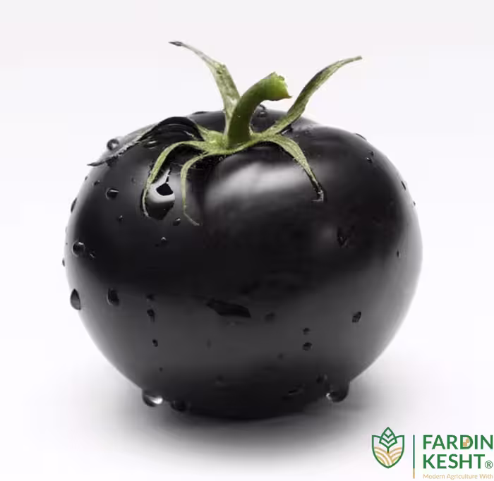 بذر گوجه فرنگی بلک بیوتی بسته 10 عددی