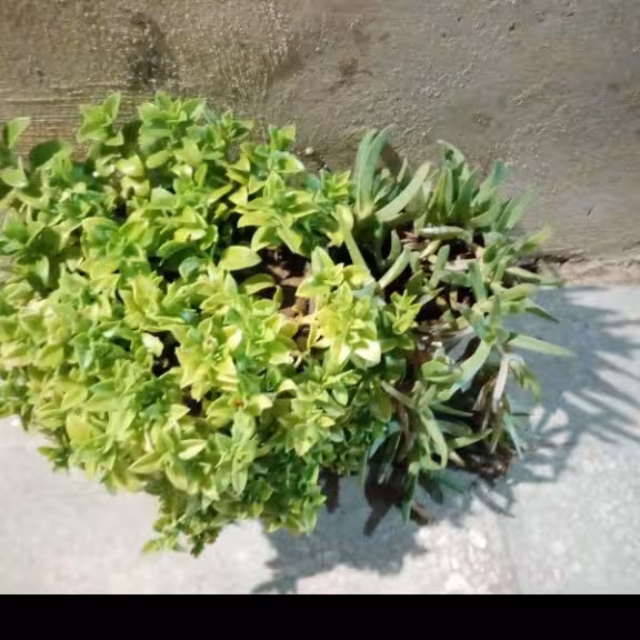 گل وگیاه طبیعی و شاداب  وگلدون خالی و خاک قیمت مناسب وزن 700 گرم گلدون کوچیک و بزرگ   