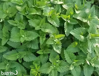 بذر پونه