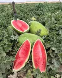 بذر استاندارد هندوانه چارلستون گری هد