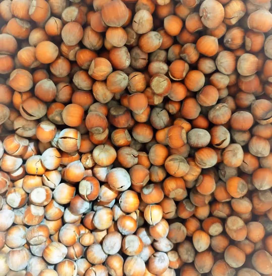 فندق خام (امسالی )شکسته - مرغوب و خوشمزه - کیلویی