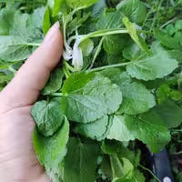بذر چوچاق (زولنگ)