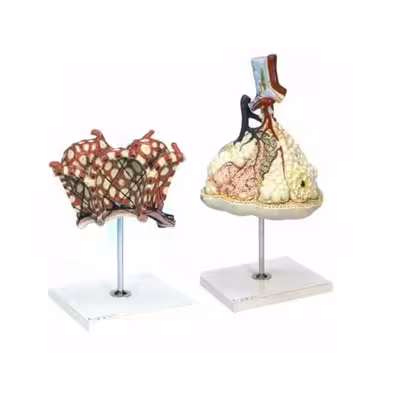 بازی آموزشی مدل مولاژ لبول وآلوئل ریه