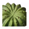 گلدان به همراه کاکتوس مصنوعی ایکیا مدل FEJKA  مجموعه 3 عددی