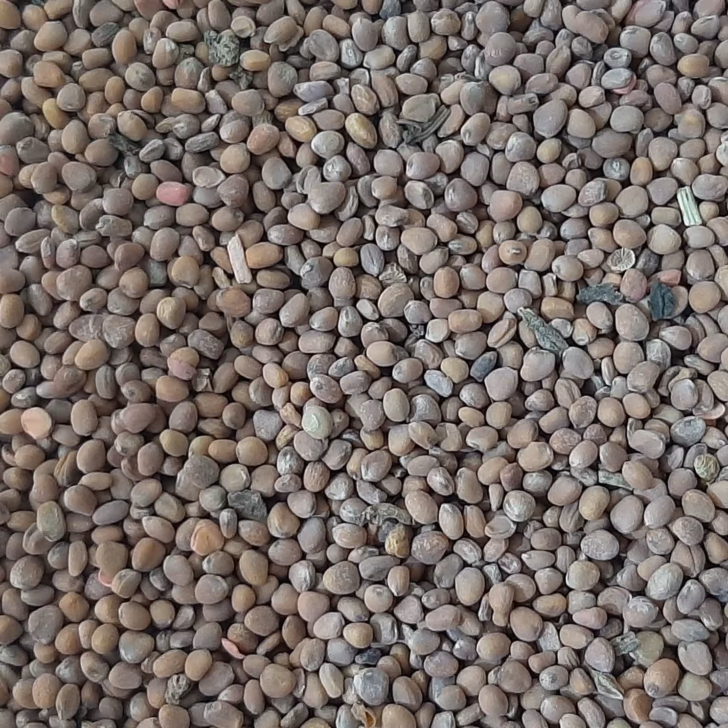 بذر تربچه اصلاح شده 20 گرمی