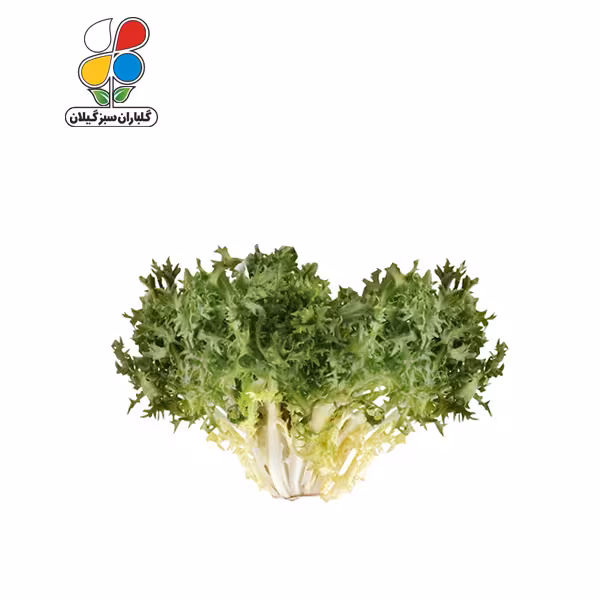 بذر کاسنی بسته بندی بزرگ