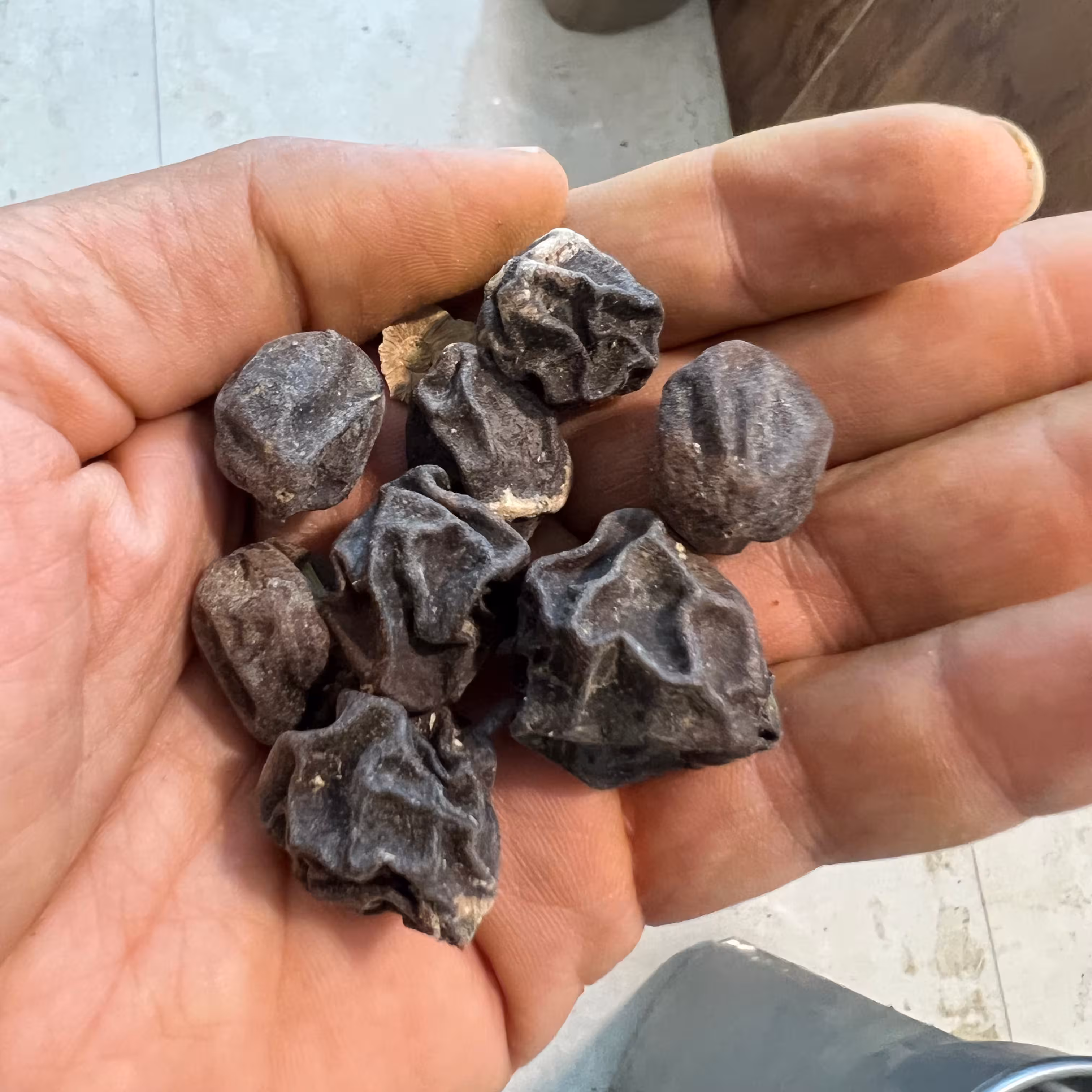 سه پستان درشت 100 گرم از عمده فروشی ادویه کیامد