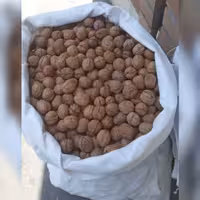 گردو باپوست