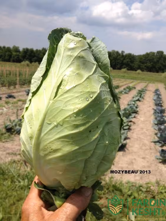 بذر کلم برگ سبز استوانه ای جرسی بسته 25 عددی