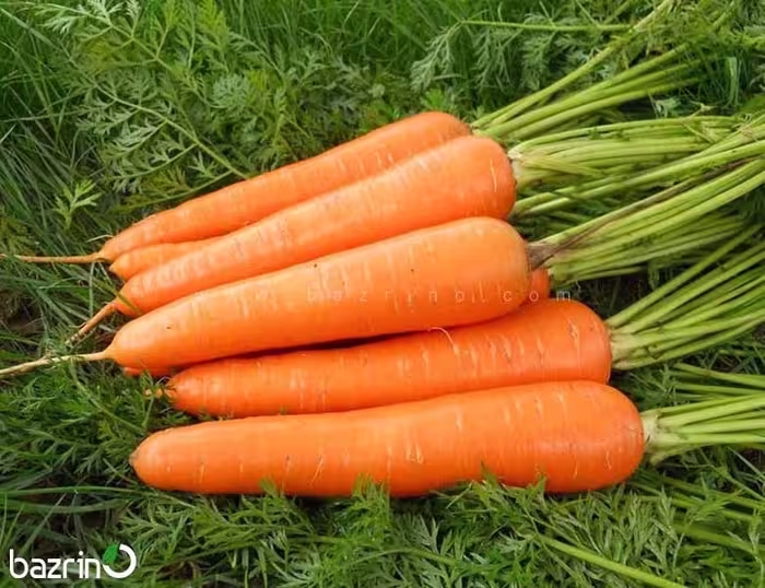بذر هویج نانتس