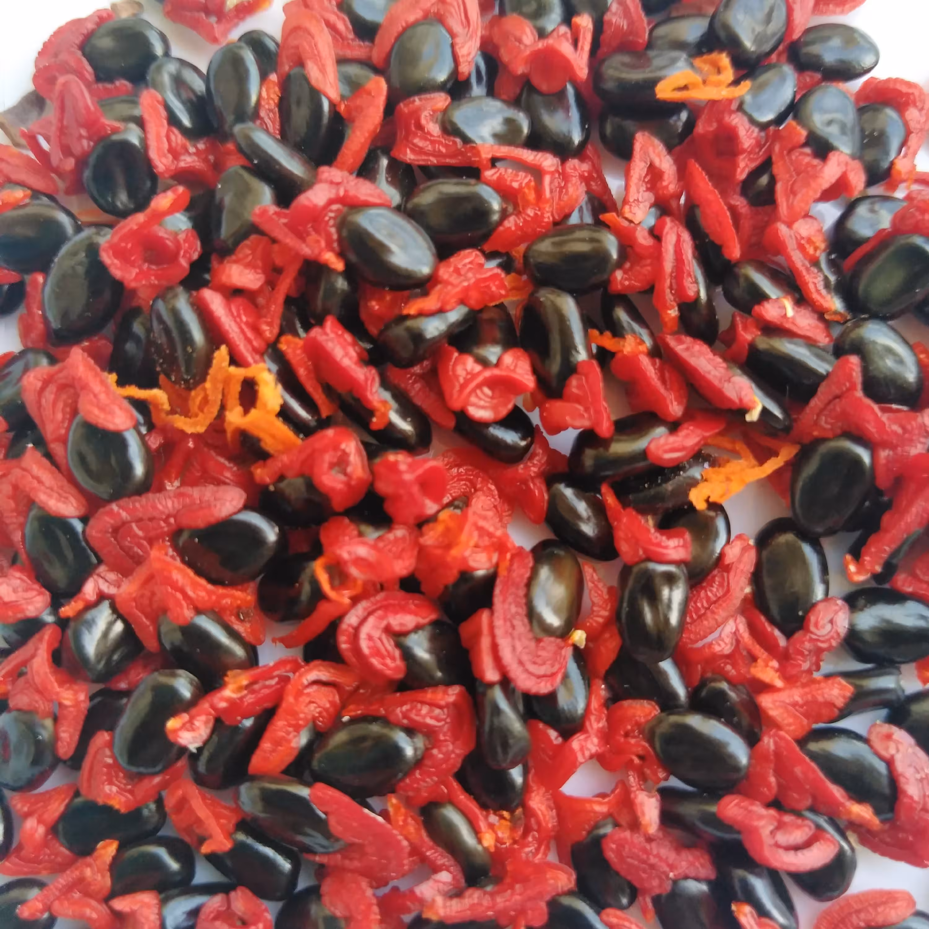 بذر درخت آکاسیا ( بسته 10 عددی )