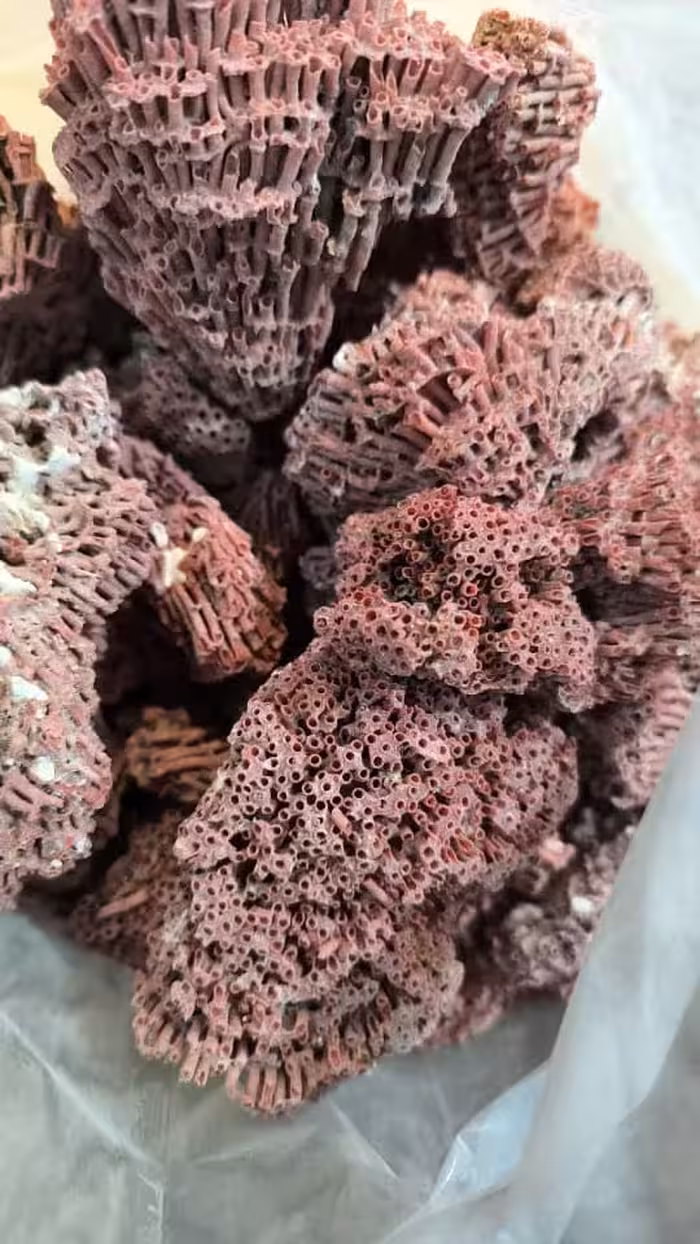 سنگ مرجان قرمزدریایی (100گرمی )