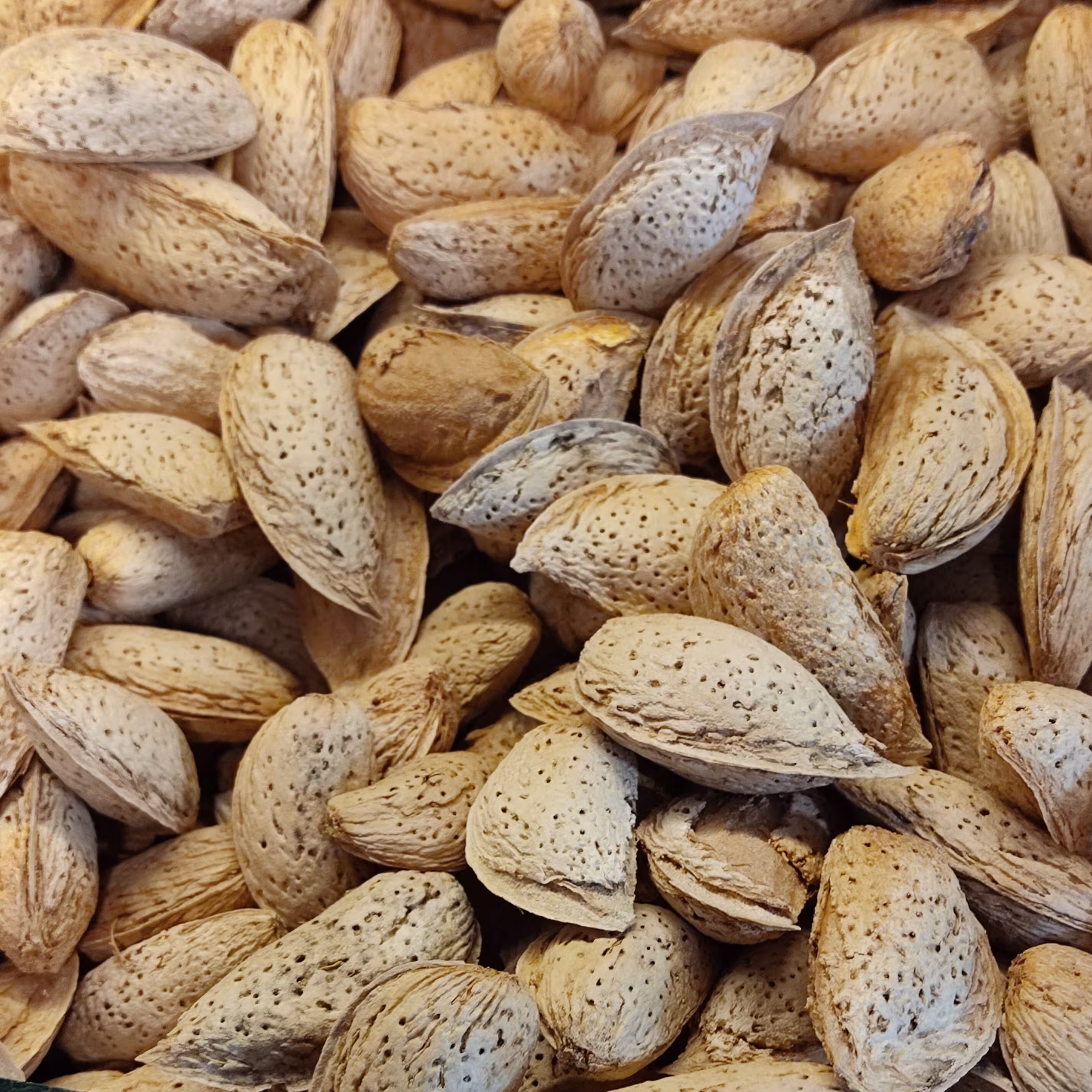 بادام کاغذی آذر