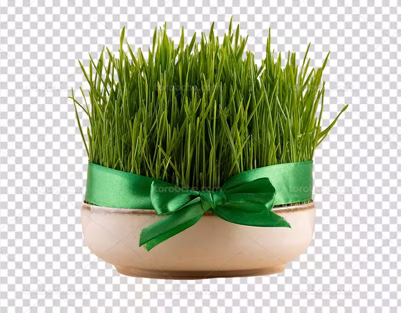 عکس PNG سبزه نوروز | گرافیک با طعم تربچه