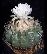 بذر دیسکو کاکتوس گریسئوس بسته 10 عددی
