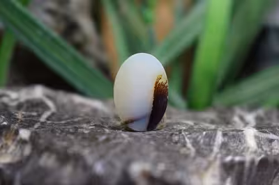 عقیق شجر برزیل