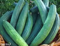 بذر خیار چنبر سبز