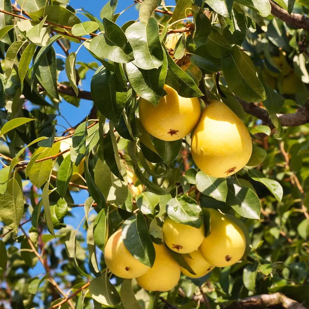 کود تقویتی مخصوص درخت گلابی ظرافت