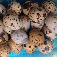 تخم بلدرچین