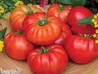 بذر گوجه فرنگی غول F1