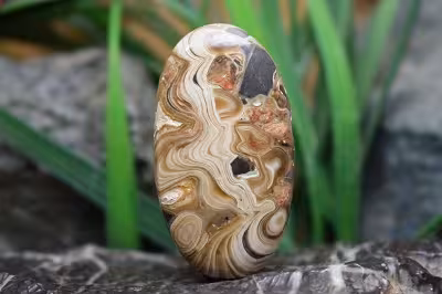 جاسپر مرجان چوبی