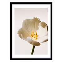 قیمت و خرید تابلو دکوراتیو مدل عکاسی گل کد 0160