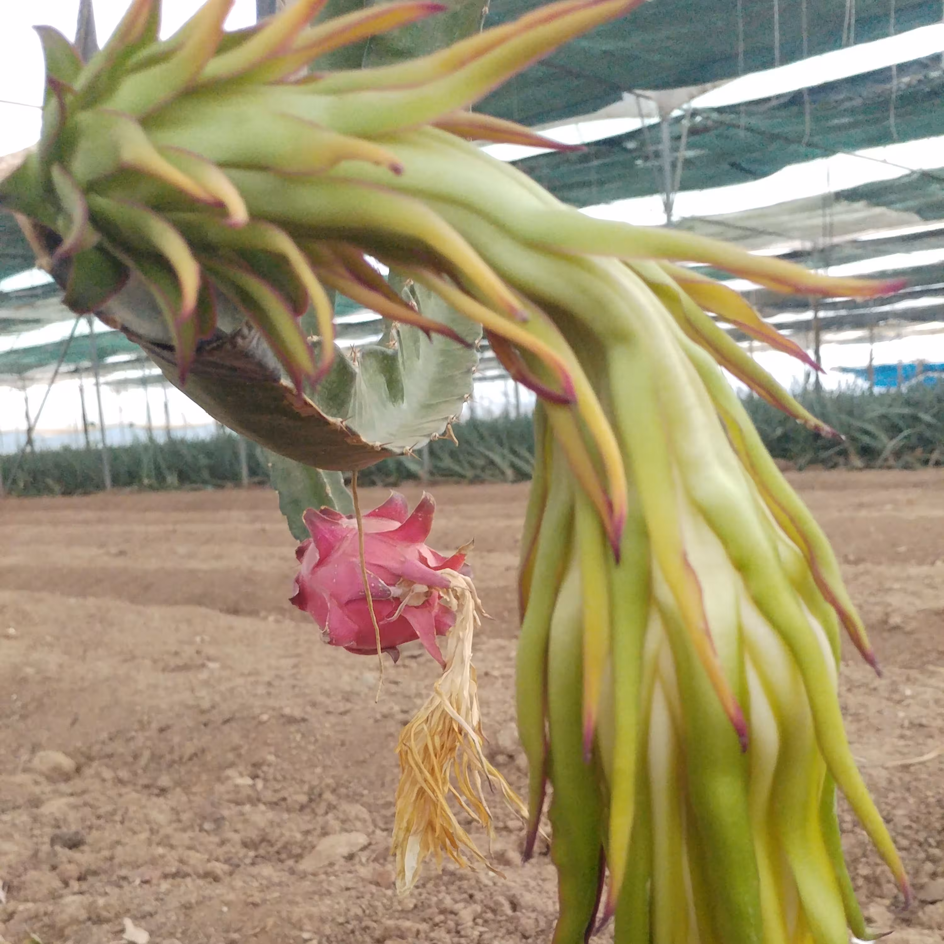 نهال دراگون فروت قرمز میوه اژدها