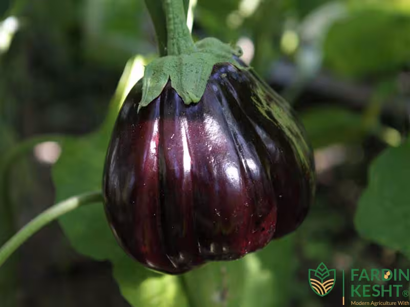 بذر بادمجان دلمه سهراب بسته 20 عددی