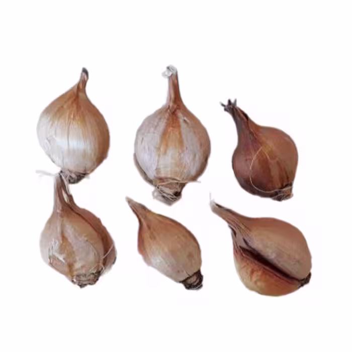 پیاز گل زنبق