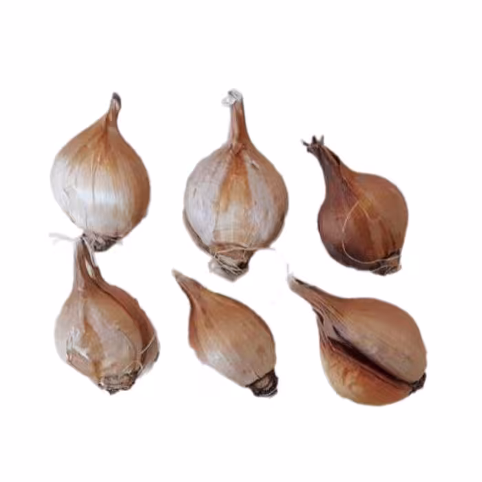 پیاز گل زنبق