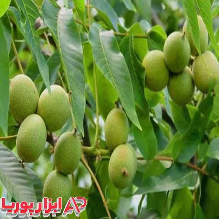 نهال گردو پیوندی فرنور
