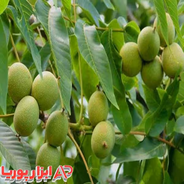 نهال گردو پیوندی فرنور