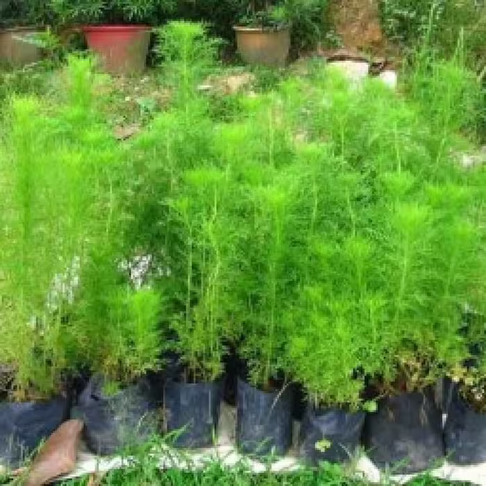 بذر شوید 40 گرمی