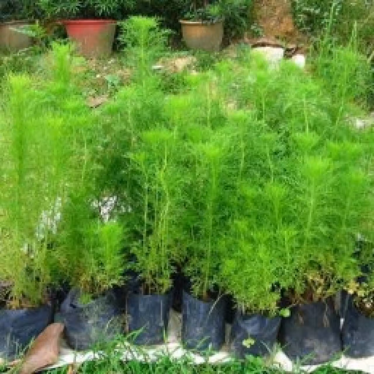 بذر شوید 40 گرمی