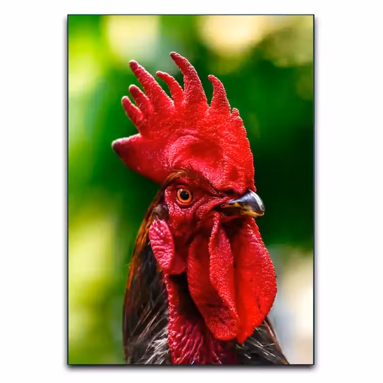 تابلو خروس سر قرمز