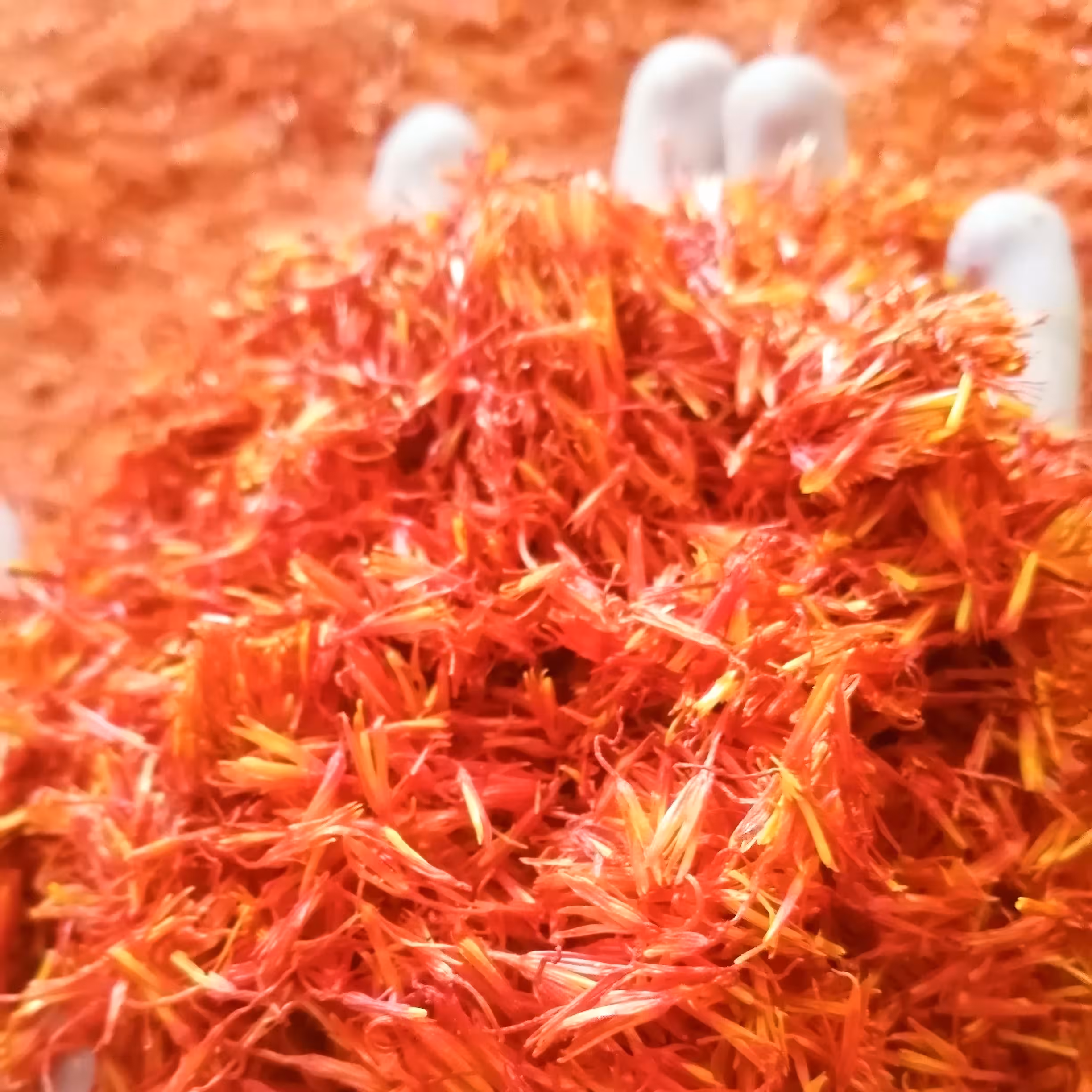 گلرنگ یا کاجیره 500 گرمی کشت سال ارگانیک و دستچین سایه خشک شده