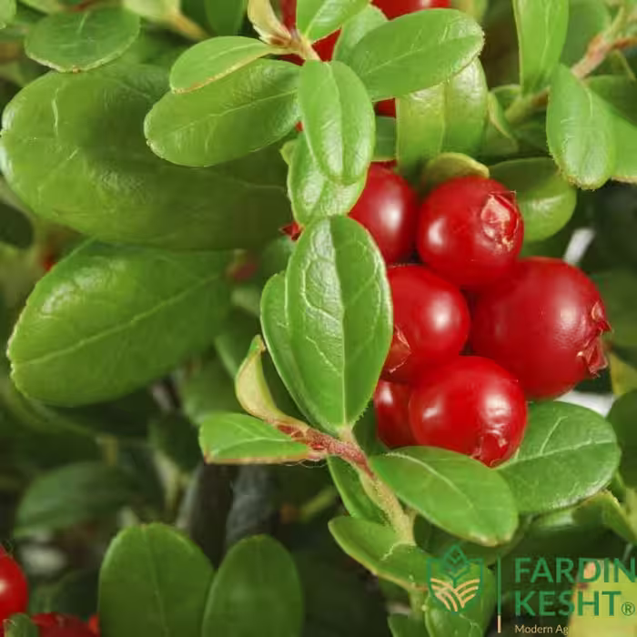 بذر میوه کرنبری آمریکایی بسته 5 عددی