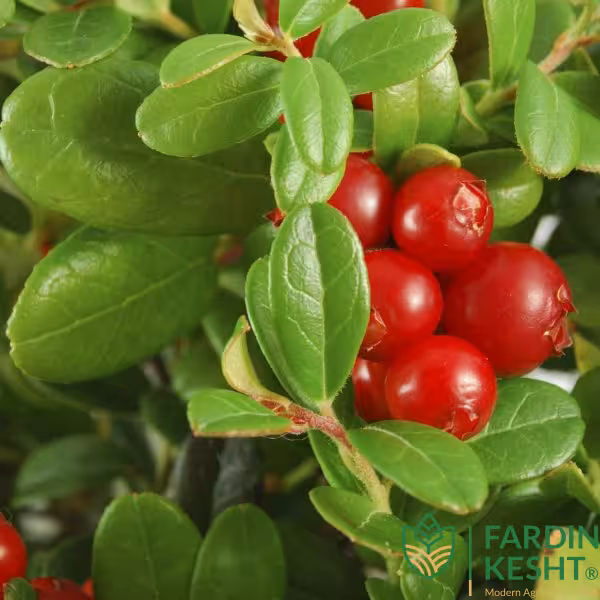 بذر میوه کرنبری آمریکایی بسته 5 عددی
