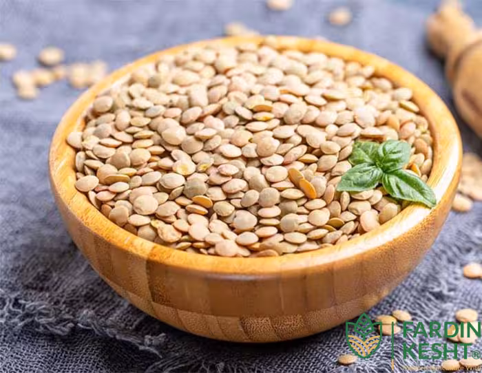 بذر عدس ارگانیک اصیل ایرانی درشت بسته 30 عددی