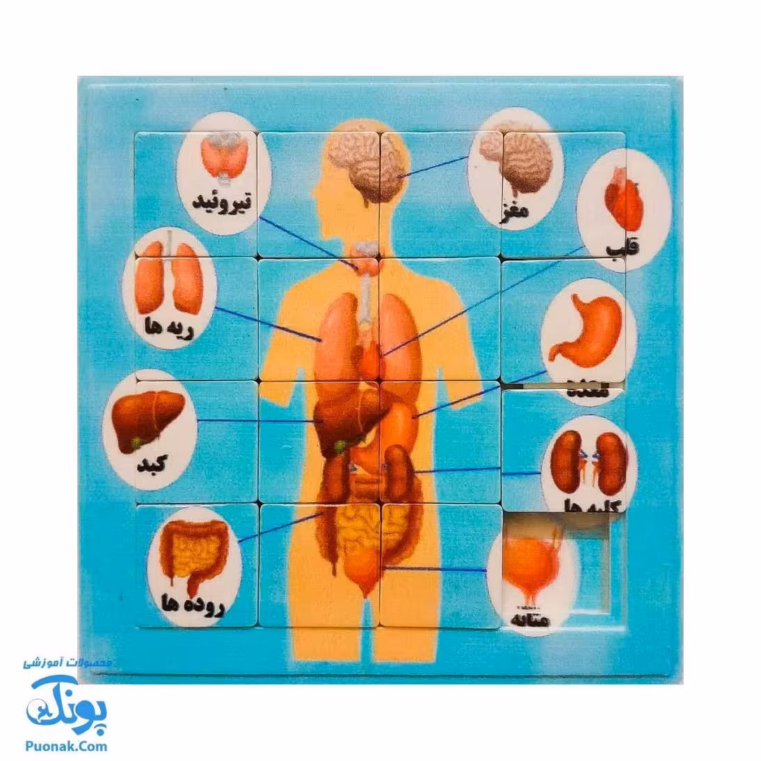 پازل کشویی جدول هوش آناتومی اعضای بدن انسان | رنگ پسرانه مدل کفشدوزک