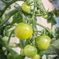 بذر گوجه فرنگی سبز Green Doctor