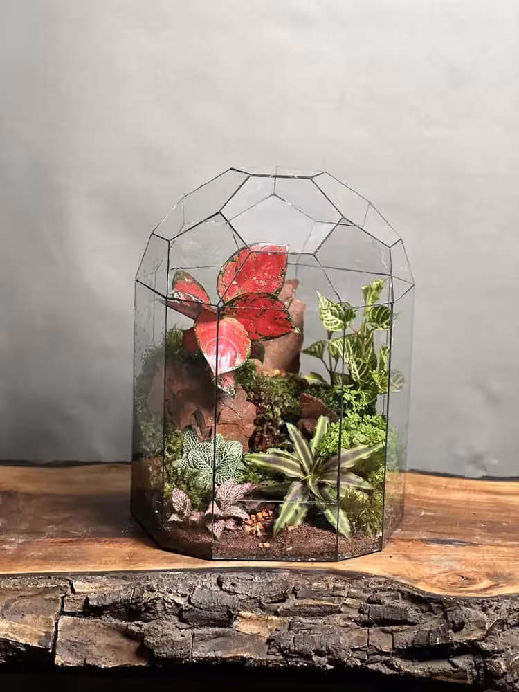 خرید تراریوم رطوبتی طرح فول کالر با بهترین قیمت