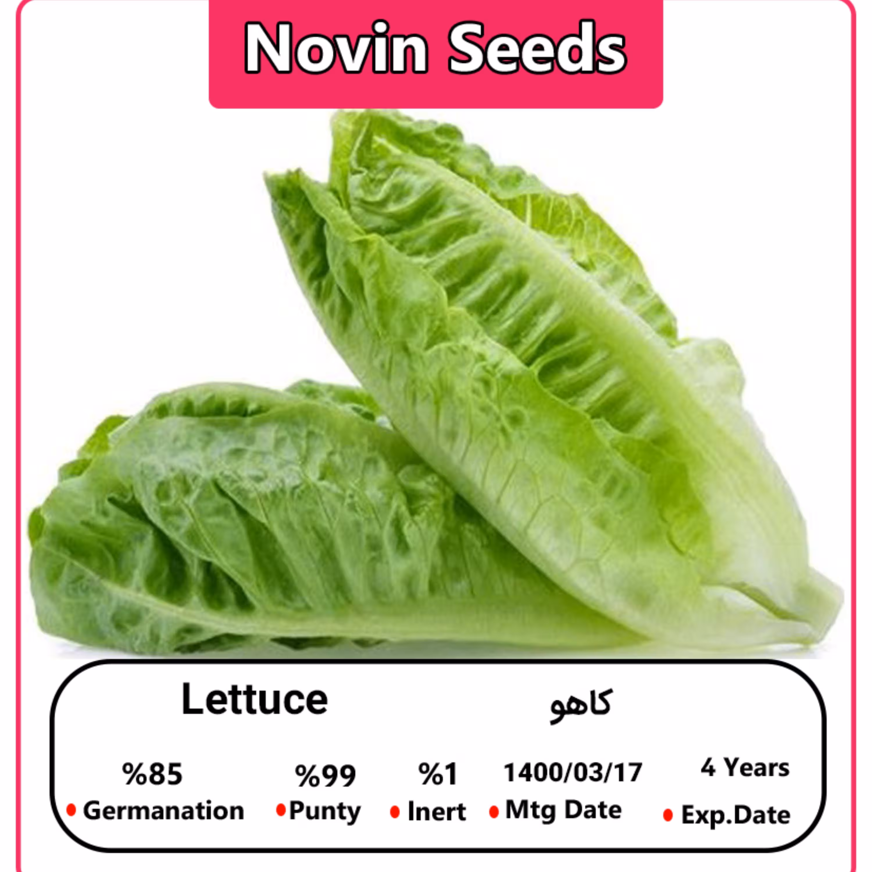 بذر کاهو