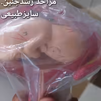 مراحل رشد جنین 8 تکه روی پایه