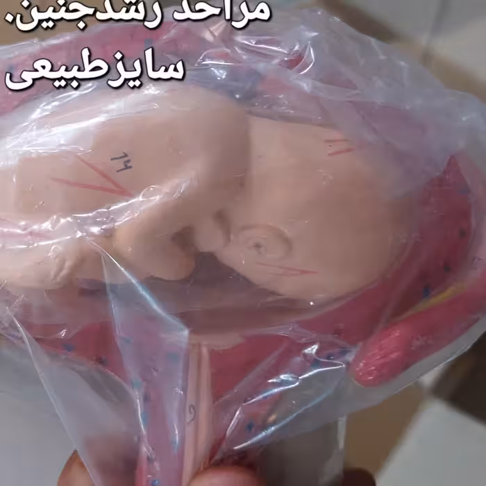 مراحل رشد جنین 8 تکه روی پایه