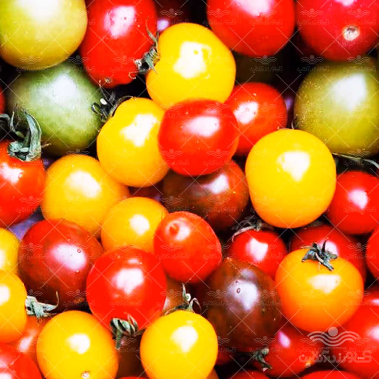 بذر گوجه فرنگی میکس ریز