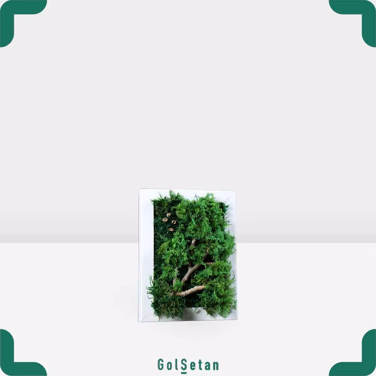 قاب خزه ای جاودان کد G07