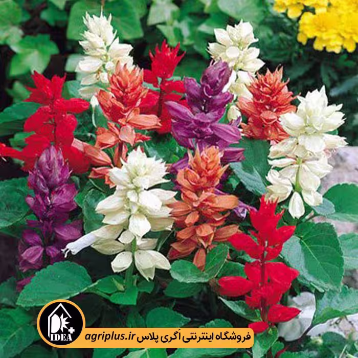 بذر گل سلوی