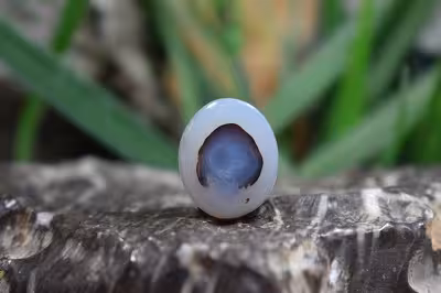 عقیق شجر برزیل