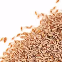 تخم شربتی اسفرزه